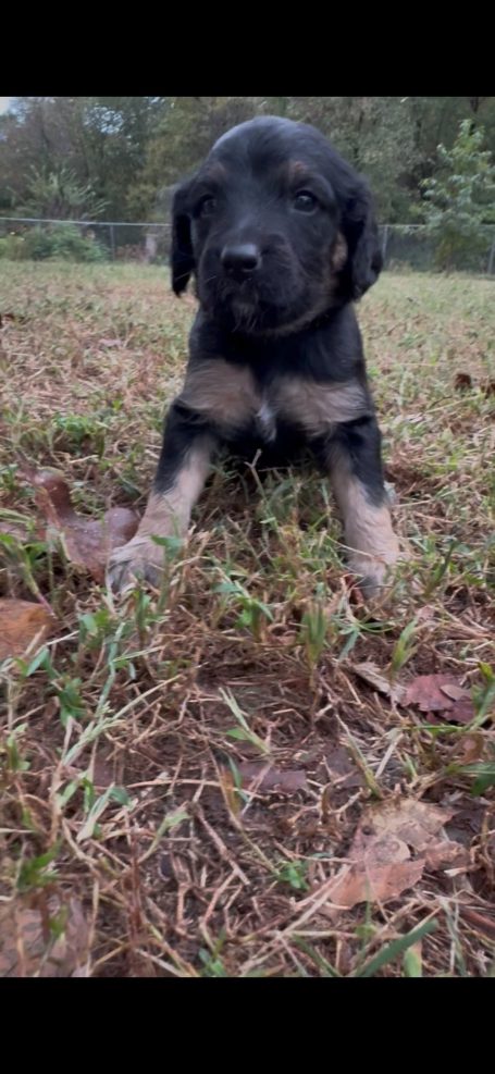 Strawberry Shortcake