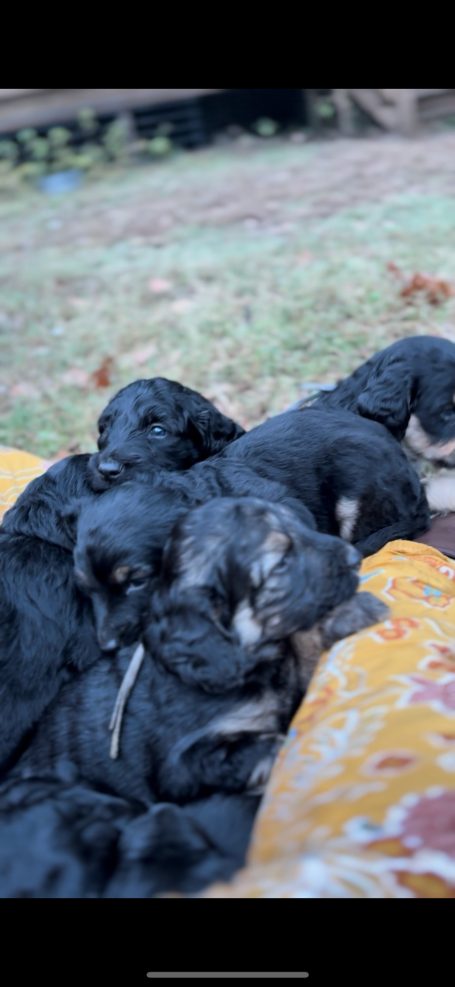 Enjoying a nap on mom's lap